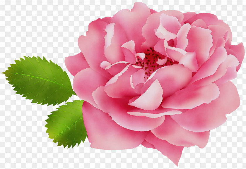 Common Peony Garden Roses PNG