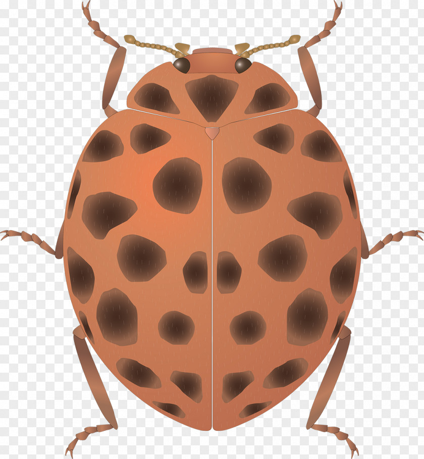 Insect Seven-spot Ladybird Art PNG