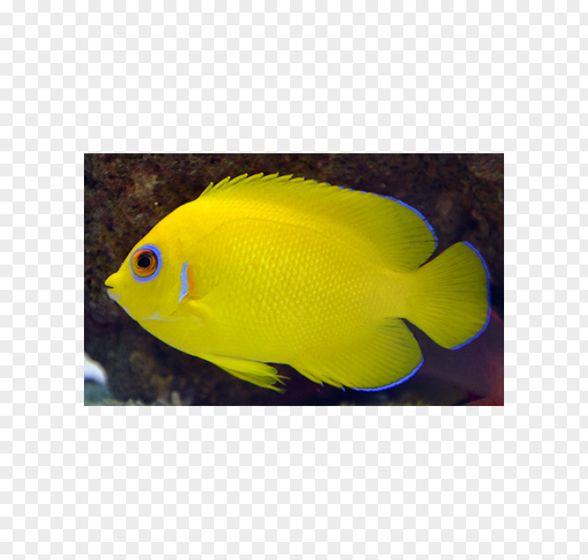Lemon Peel Holacanthus Aquariums Marine Biology Coral Reef Fish Pomacentridae PNG