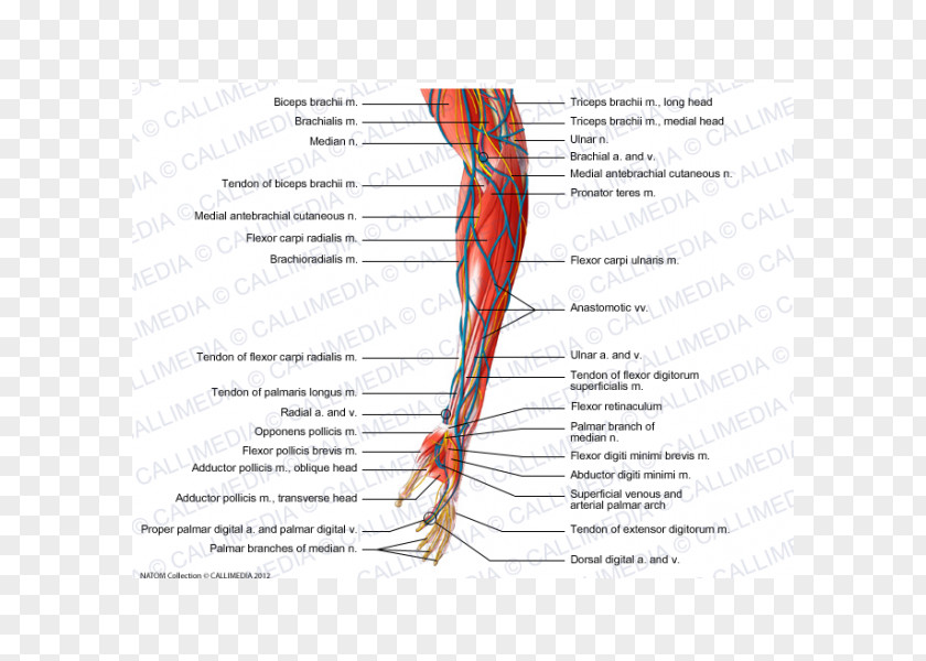 Mao Nerve Muscle Forearm Anatomy PNG