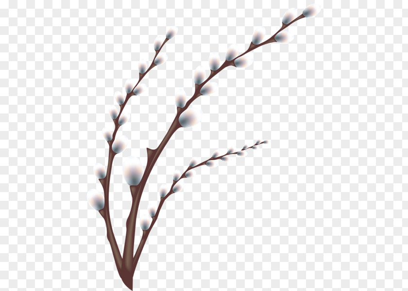 Pussy Willow Branch Weeping PNG willow , tree clipart PNG