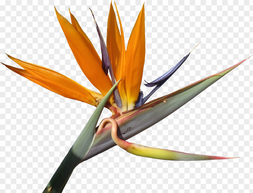 Quality Strelitzia Reginae Flower Plant Nicolai PNG