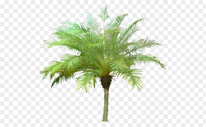 Tree Arecaceae Canary Island Date Palm PNG