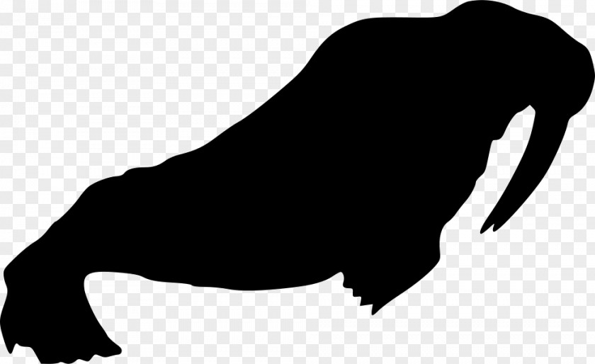 Walrus Clip Art PNG