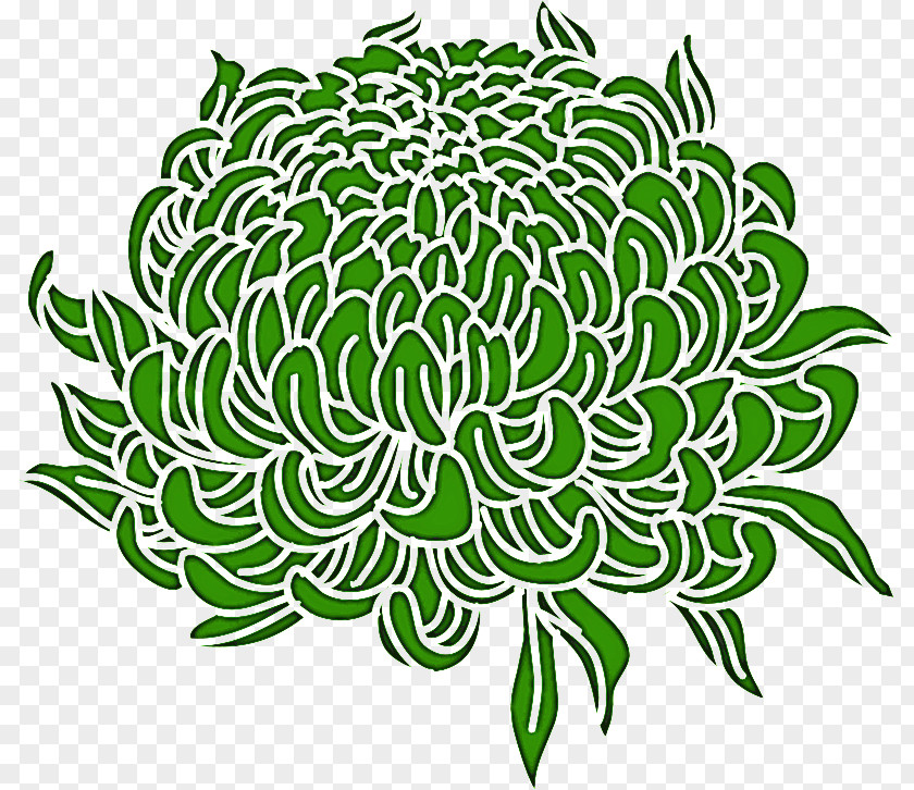 Chrysanthemum Chrysanths PNG