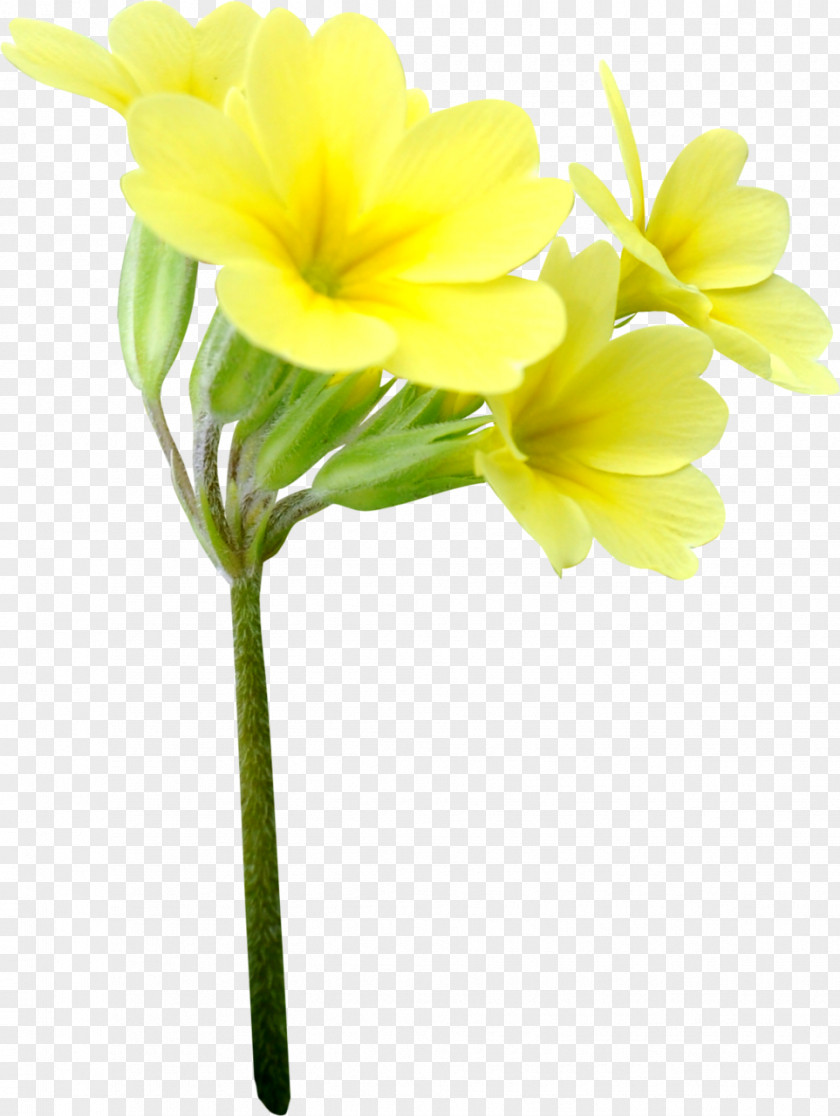 Cut Flowers Floristry Yellow Petal PNG
