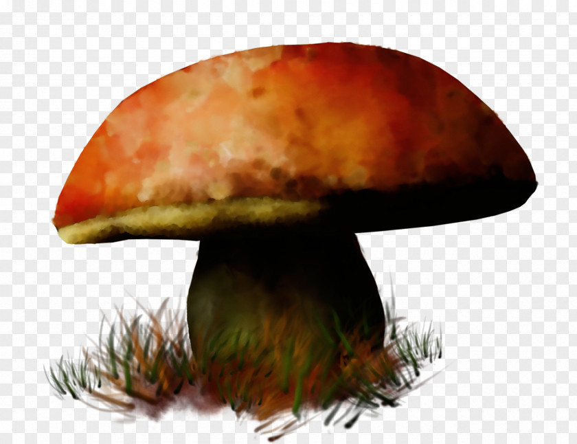 Fungus Agaricus Mushroom Penny Bun Bolete Edible Agaric PNG