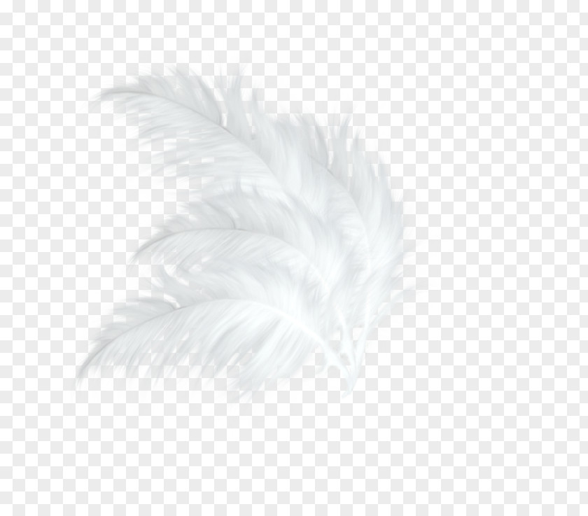 Green Fresh Feather Decorative Patterns White Black Pattern PNG