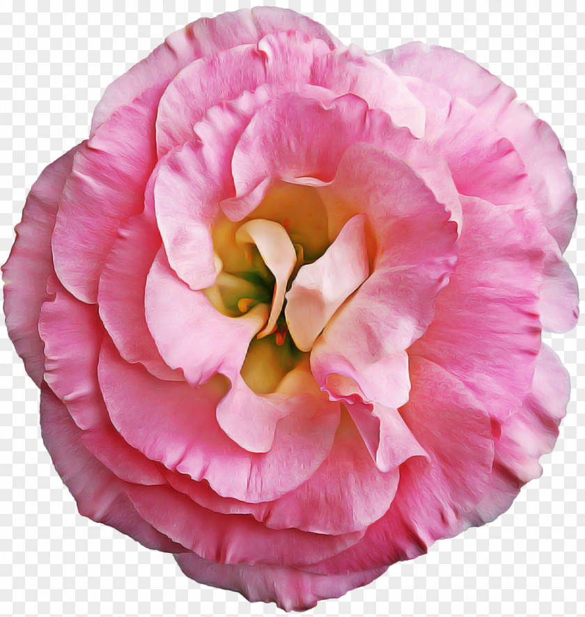 Perennial Plant Impatiens Pink Flower Cartoon PNG