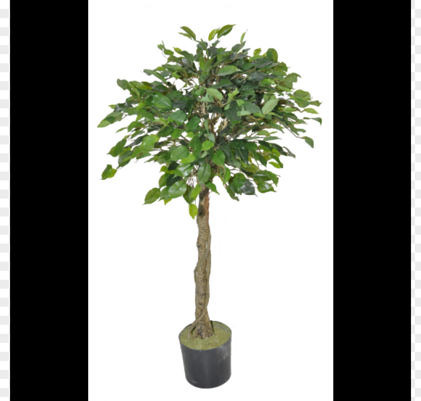 Thicket Ficus Tree Topiary Olive Albizia Julibrissin Ornamental Plant PNG