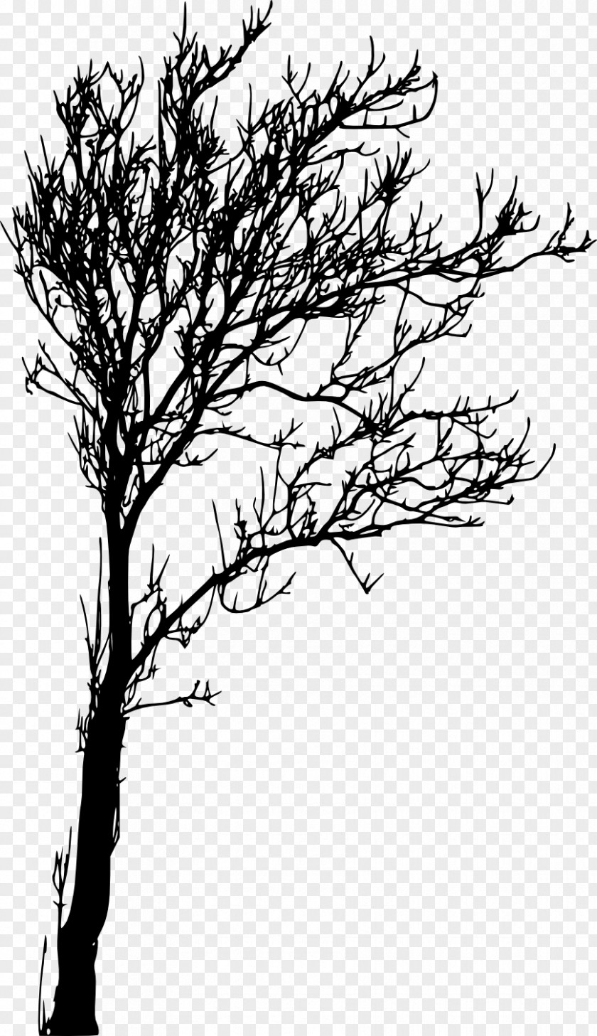 Tree Transparent Branch Woody Plant Twig Silhouette PNG