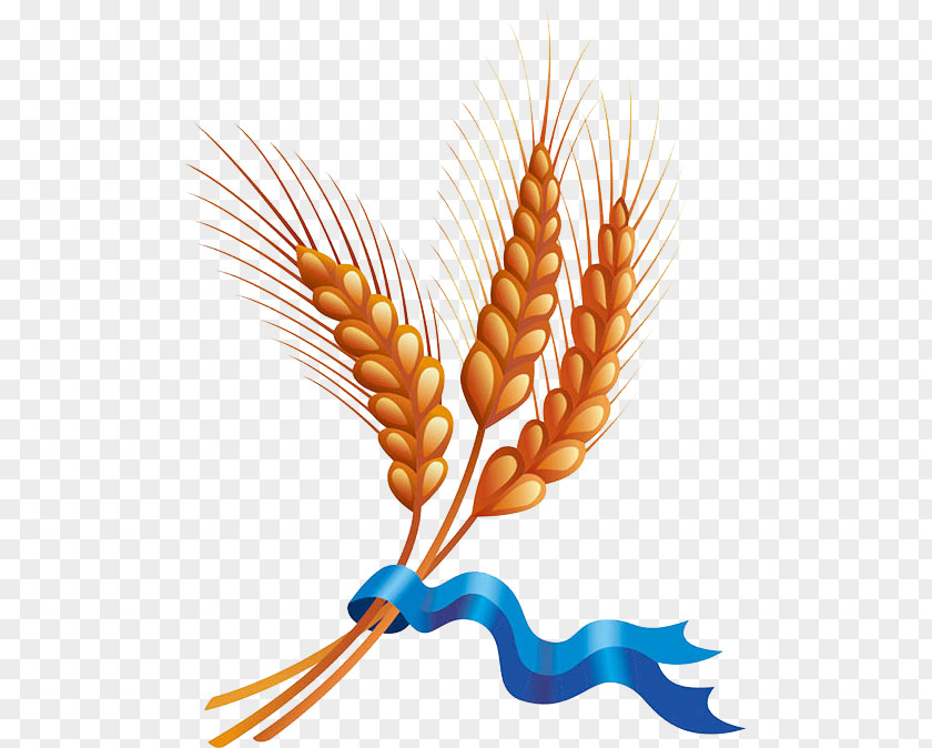 Barley Material Wheat Cereal Harvest Clip Art PNG