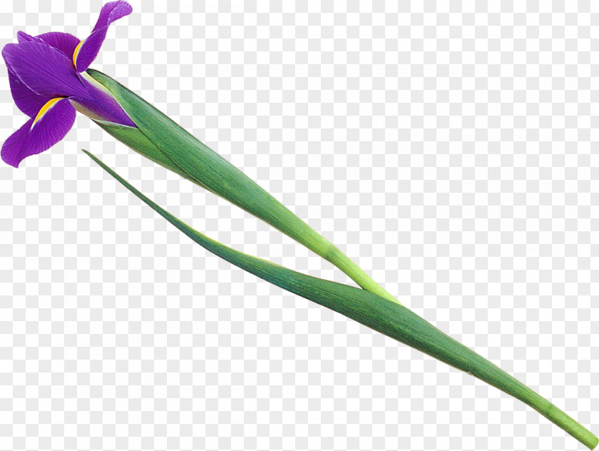 Iris Plant Stem Flowering Leaf PNG