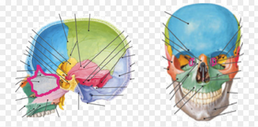 Skull Lacrimal Bone Ethmoid Temporal PNG