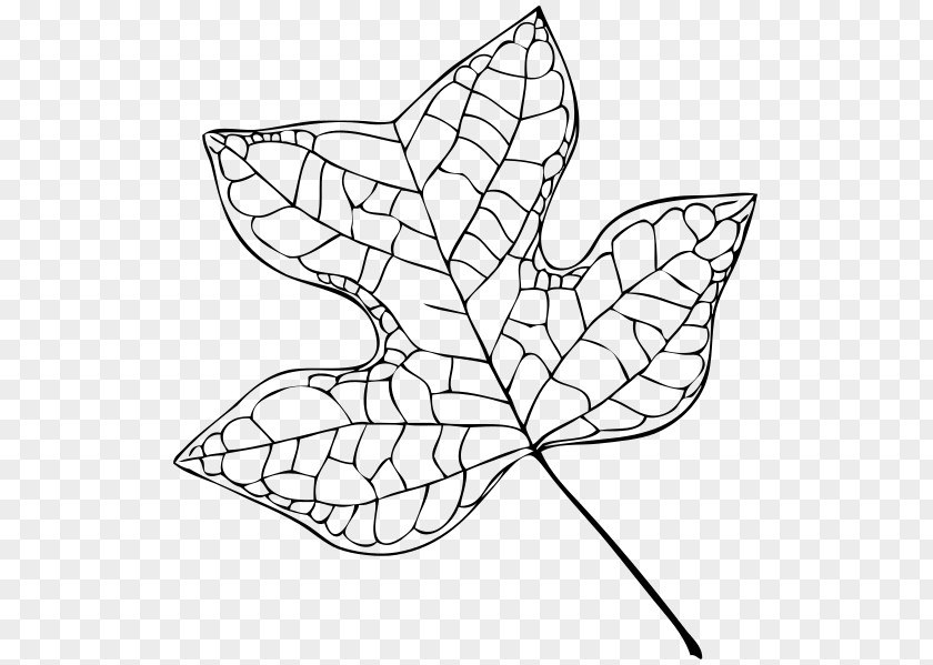 Tulip Vector Liriodendron Tulipifera Tree Leaf Drawing PNG