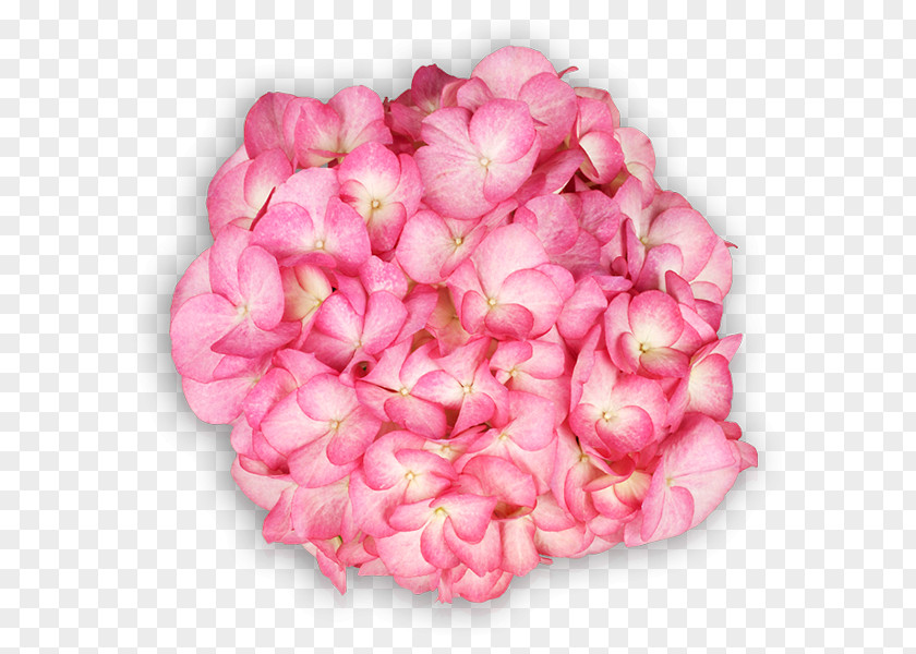 Hort French Hydrangea Pink Garden Ornamental Plant Saxon PNG
