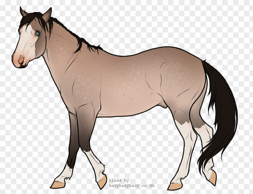 Mustang Foal Mare Pony Stallion PNG