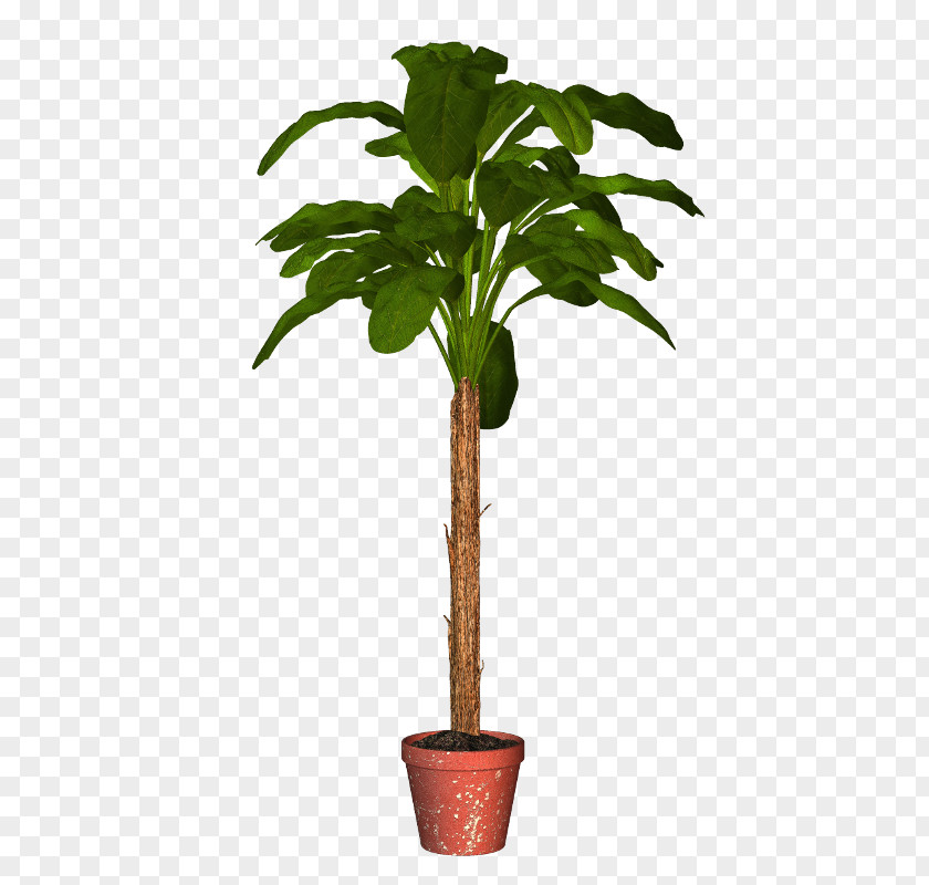 Palm Trees Flowerpot Houseplant Plants PNG