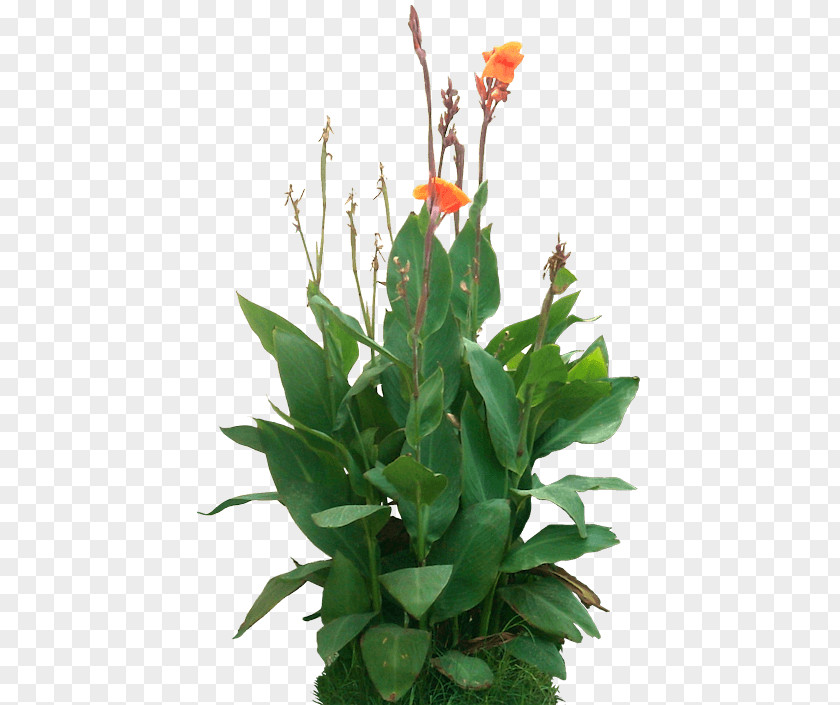 Plant Canna Indica Rendering PNG