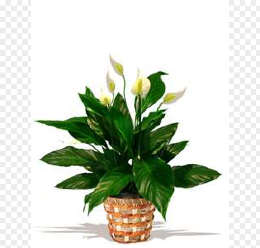 Potted Plants Floral Design Houseplant Peace Lily Flowerpot Chlorophytum Comosum PNG