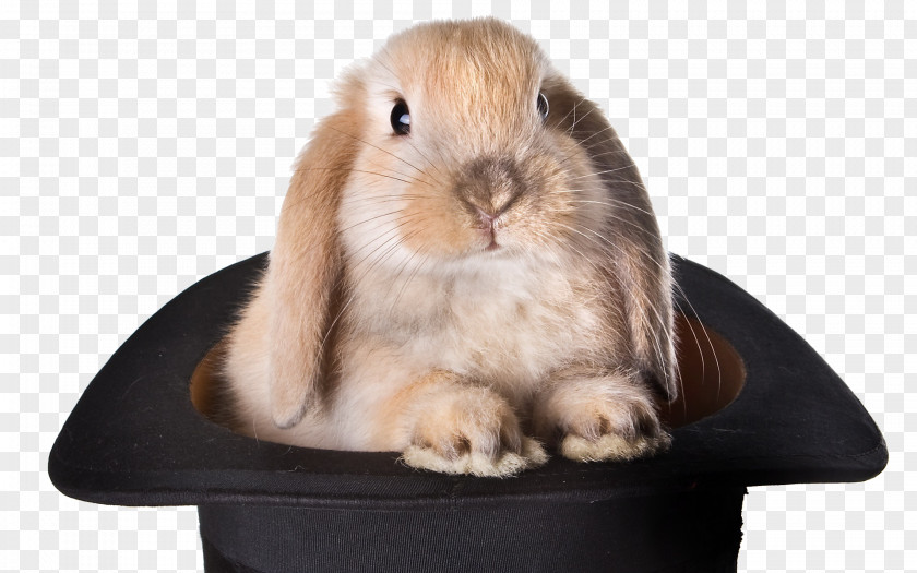 Rabbit Top Hat Magic Stock Photography PNG