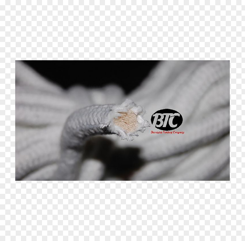 Rope California Close-up White Finger Animal PNG