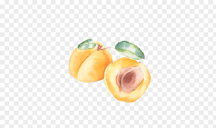 Apricots Peach Apricot Fruit PNG