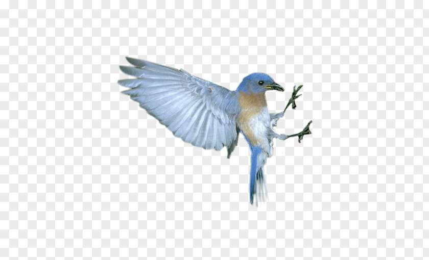 Blue Flying Bird Flight PNG