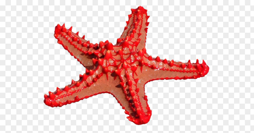 Colored Starfish Ma Petite Fabrique Echinoderm Sea PNG