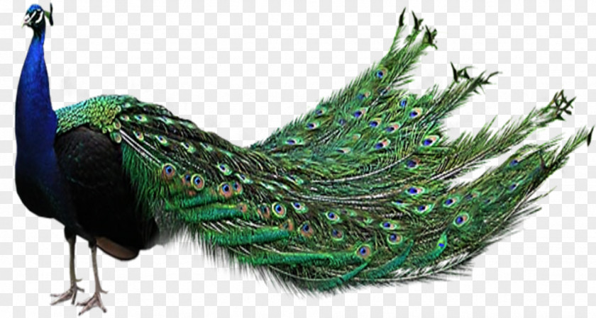 Feather Clip Art Indian Peafowl Image PNG
