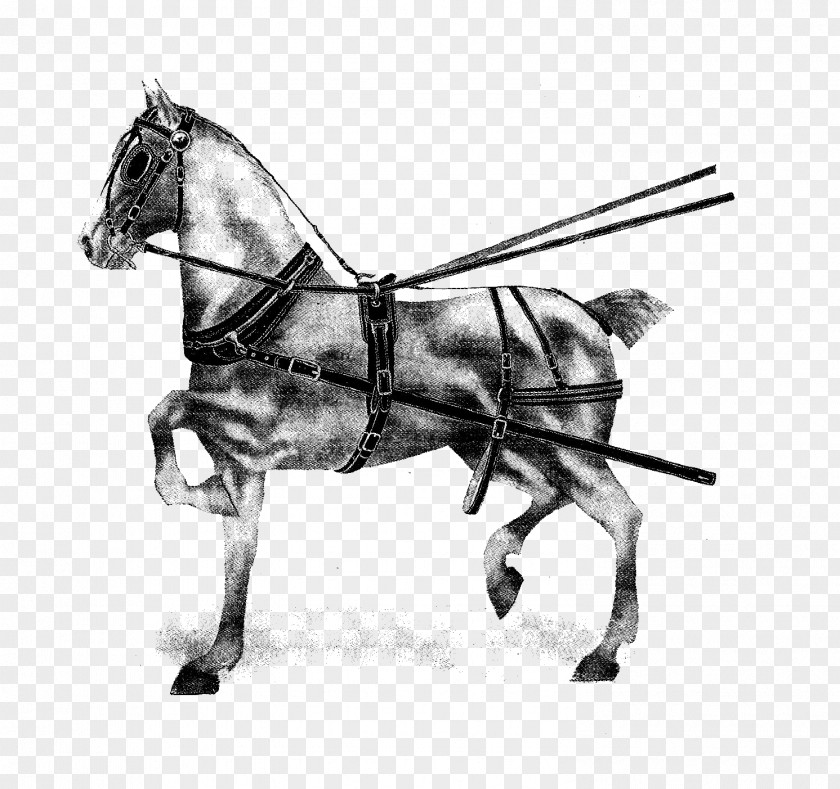 Harness Horse Harnesses Pony English Riding Mane PNG