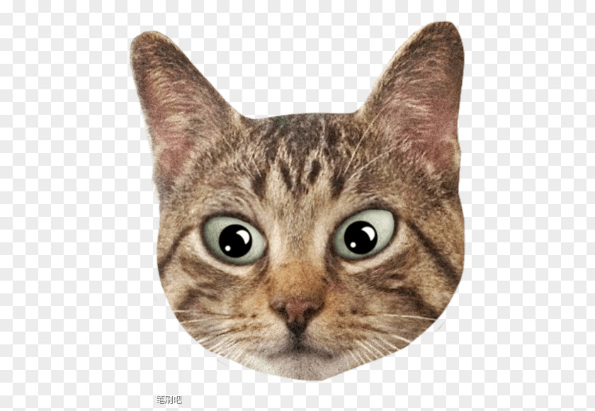 HD Cat Avatar Kitten PNG