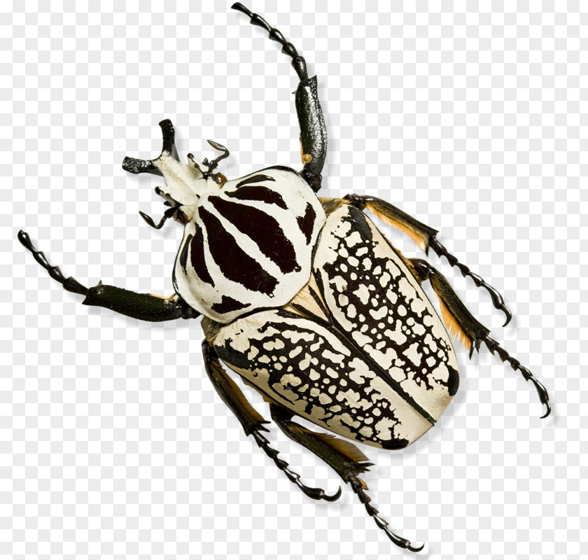 Japanese Beetle Pest Butterfly Cartoon PNG