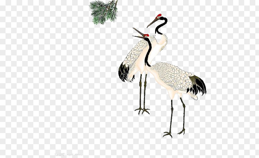 Leisurely Crane Red-crowned Clip Art PNG