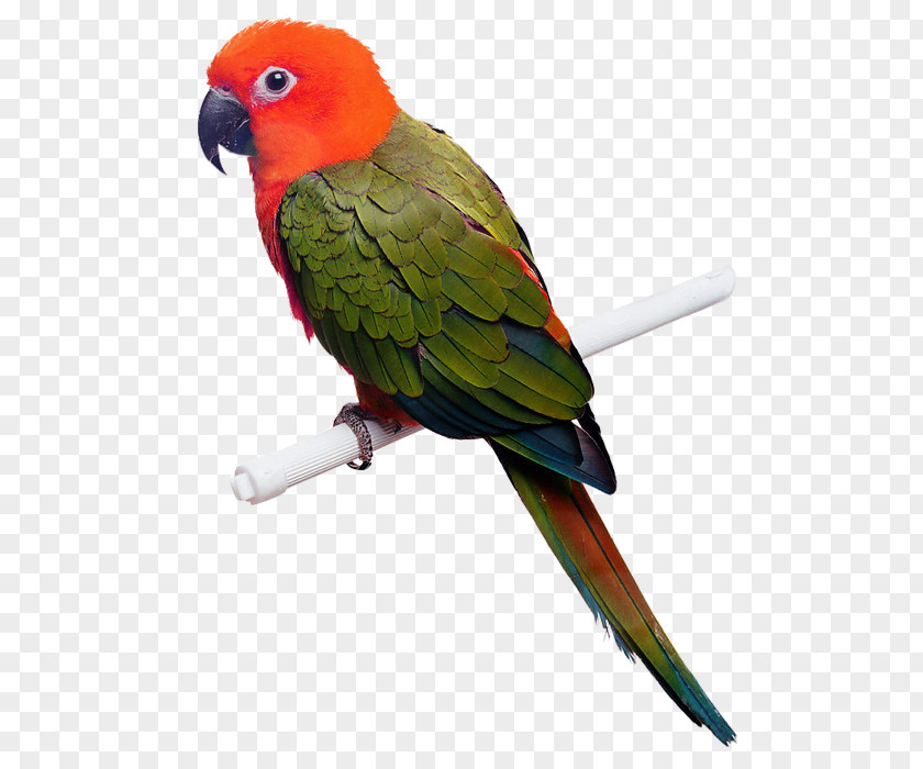 Parrot Creative Bird Avian Medicine. Medicine And Surgery Veterinarian Beak PNG