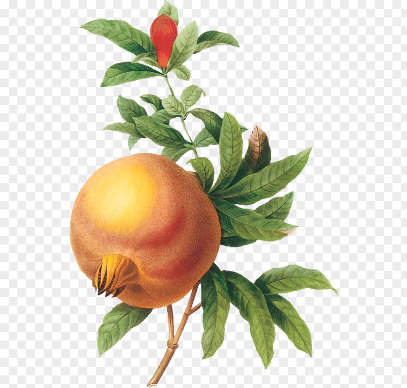 Pomegranate Fruit Botanical Illustration Botany Drawing PNG