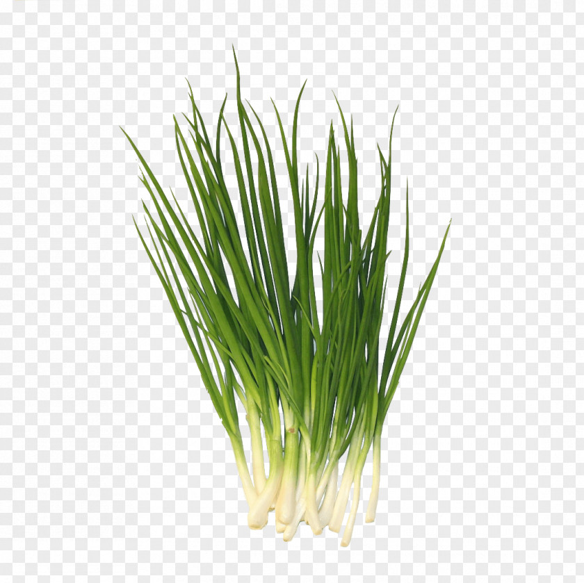 Spring Onion Allium Fistulosum Garlic Chives Sweet Grass Leek PNG
