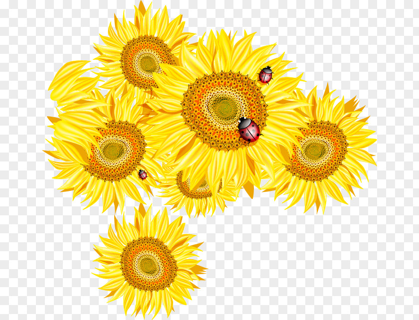 Sunflower And Ladybug Design Vector Material, Common Euclidean PNG