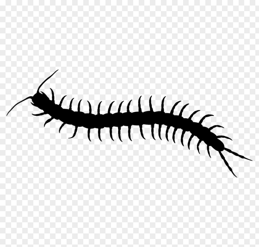 T-shirt Scolopendra Gigantea Decal Sticker Tropical Centipedes PNG