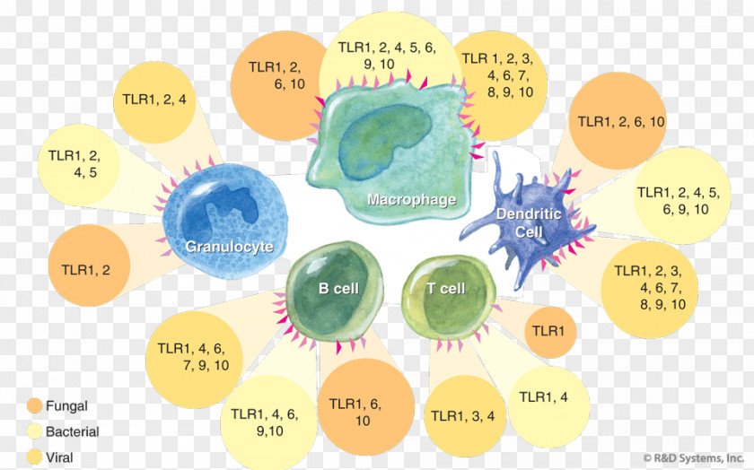 Toll-like Receptor Complement System Pattern Recognition Immunity PNG