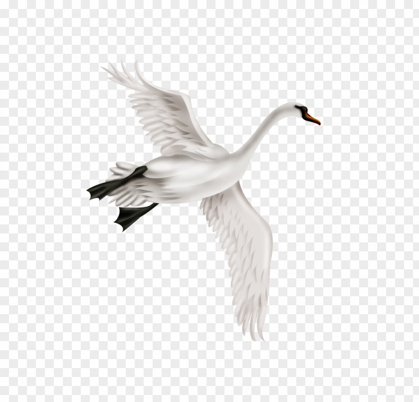 White Crane Mute Swan Bird Duck PNG