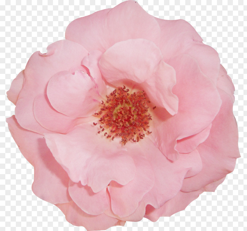 Centifolia Roses Garden Yarn Floribunda PNG