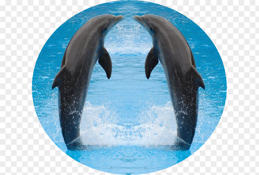 Dolphin Common Bottlenose Desktop Wallpaper Porpoise PNG