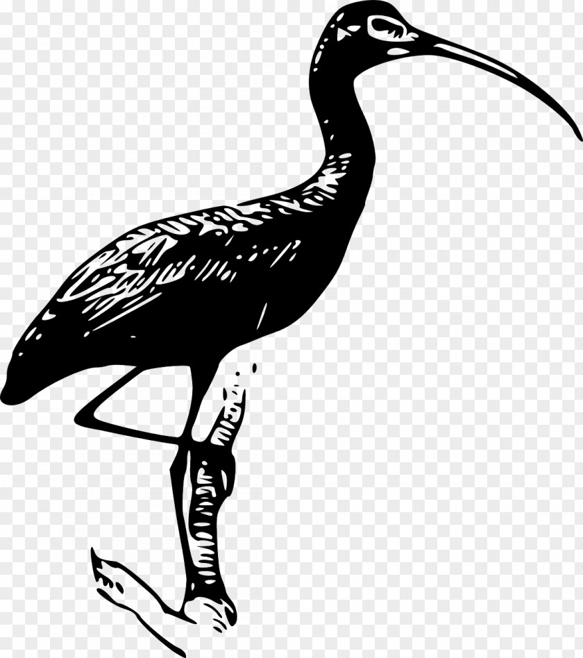 Evolution Of Birds Ibis Download Clip Art PNG