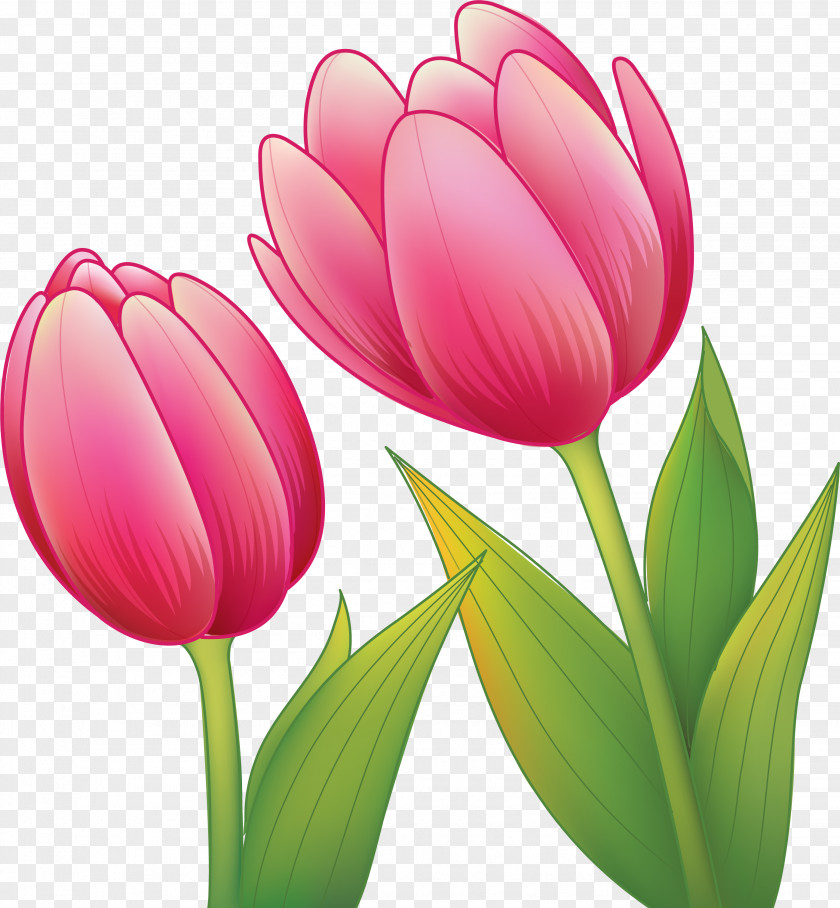 Flower Royalty-free Drawing Red PNG