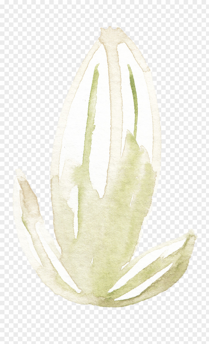 Hand-painted Lily White Lilium Candidum Fleur-de-lis PNG