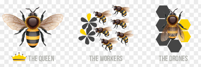 Honeybee Venom Honey Bee Queen Insect Beehive PNG