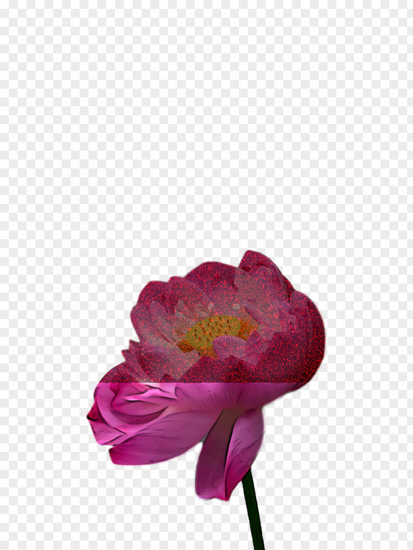 Lotus Flower Summer PNG
