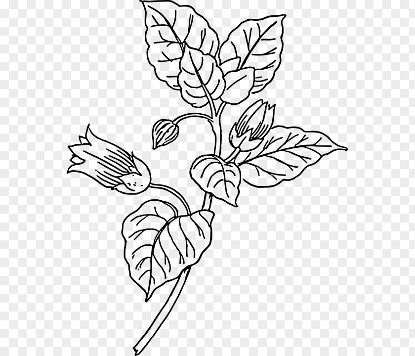 Amaryllis Belladonna Plant Clip Art PNG