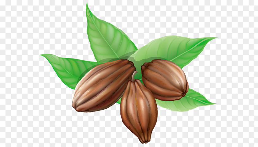 Chocolate Hot Theobroma Cacao Cocoa Bean Clip Art PNG